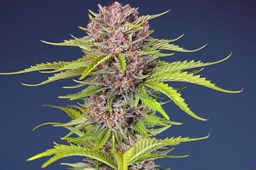 mimosa bruce xl auto strain by sweet seeds