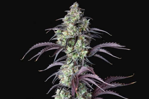 mimosa cake auto strain plant by fast buds