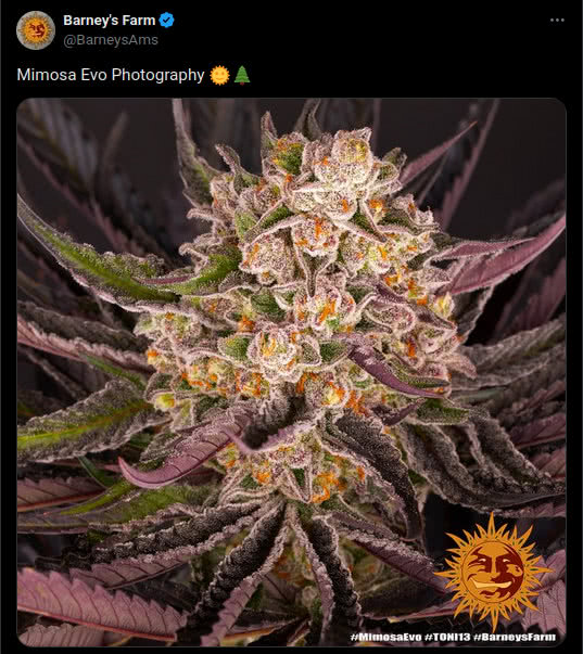 mimosa evo cannabis plant, tweet by barneys farm