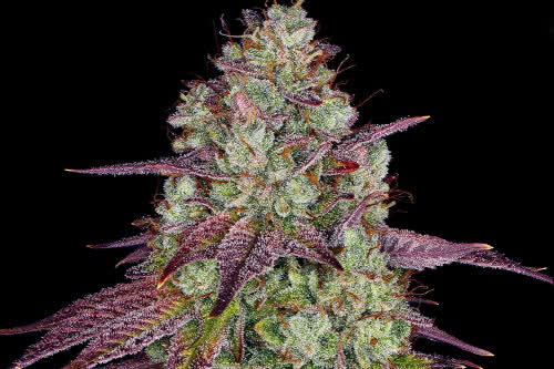 mimosa evo strain by barneys farm