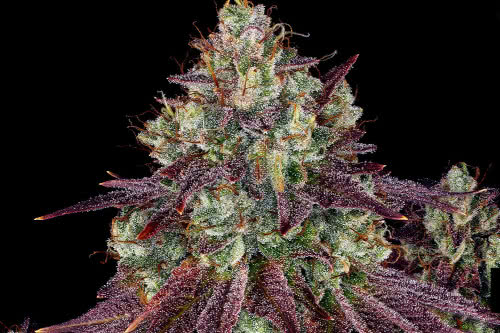 mimosa evo exotic strain weed plant