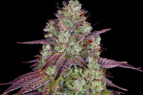mimosa evo feminized seeds cannabis plant