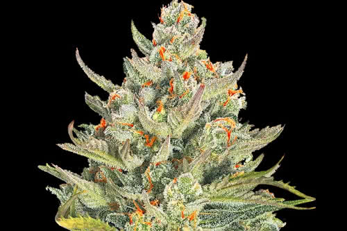 mimosa max auto strain plant by g13 labs