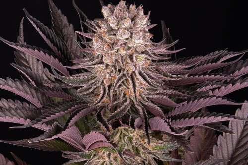 mimosa orange punch strain by barneys farm