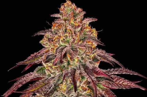 mimosa x orange punch auto exotic strain weed plant