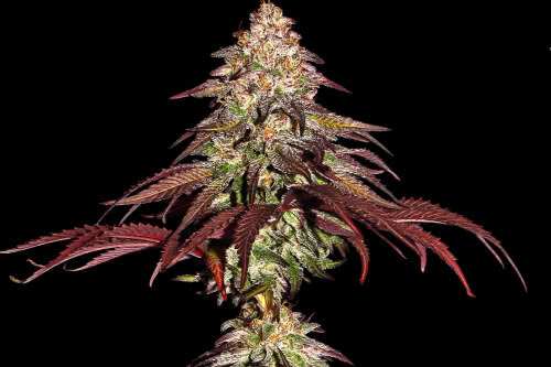 mimosa x orange punch strain by barneys farm