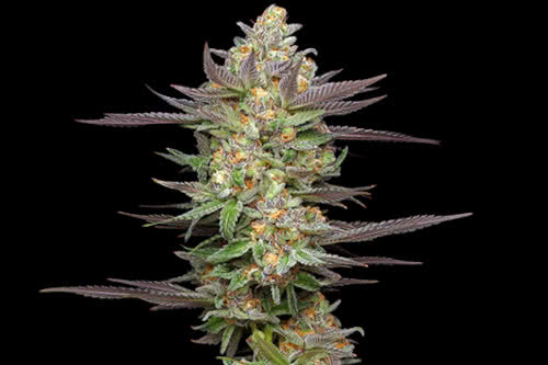 mint jelly auto strain plant by humboldt seed company