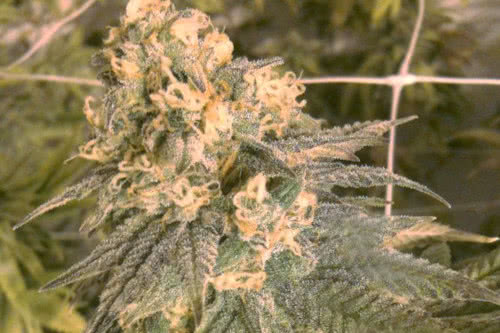 mint milano strain by the cali connection