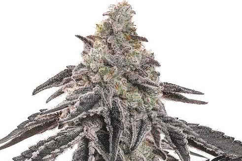 miracle alien cookies strain plant by blimburn