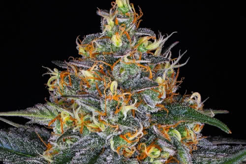 moby dick auto strain by barneys farm