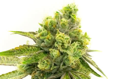 moby dick sativa strain plant by homegrown cannabis