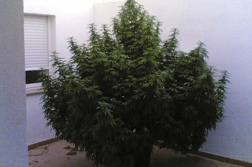 moby dick strain grown outdoors