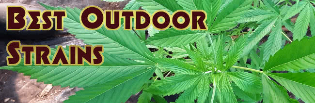 mold resistant strains' top 10 outdoor strains list banner