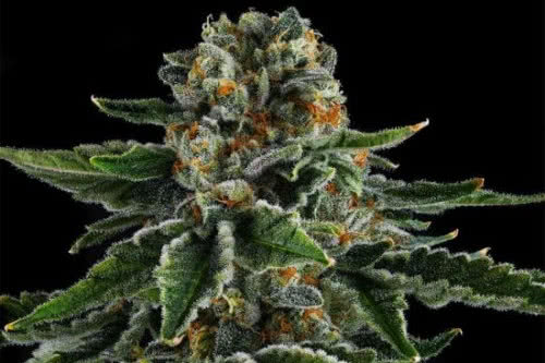 mr jones strain plant by compound genetics