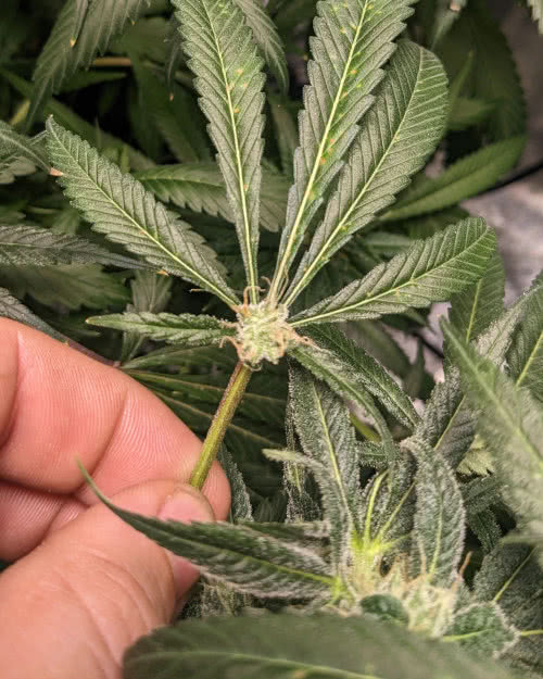 mutant bud growing on cannabis leaf