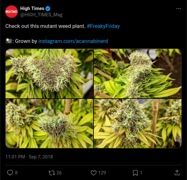 mutant cannabis plant posted by high times on x