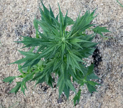 mutant cannabis plant growing outdoors, duckfoot variety