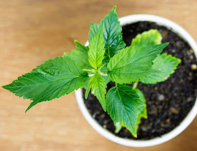 mutated cannabis seedling, young plant with deformed leaves