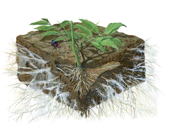 myco fungi on roots visual