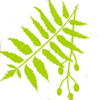 neem icon