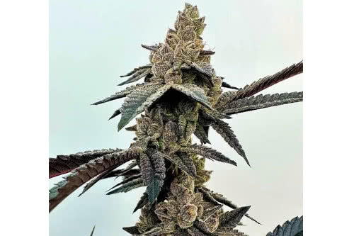 neon sunshine strain plant by exotic genetics