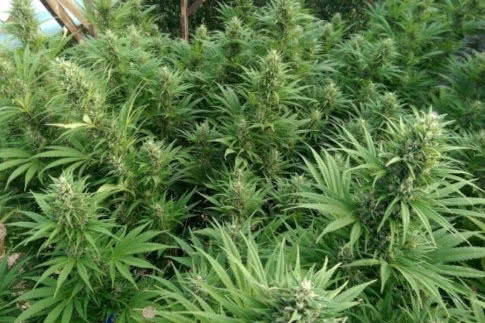 nepal jam landrace strain by ace seeds