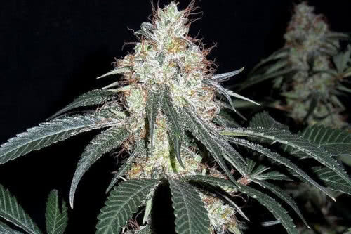 nepal jam by ace seeds