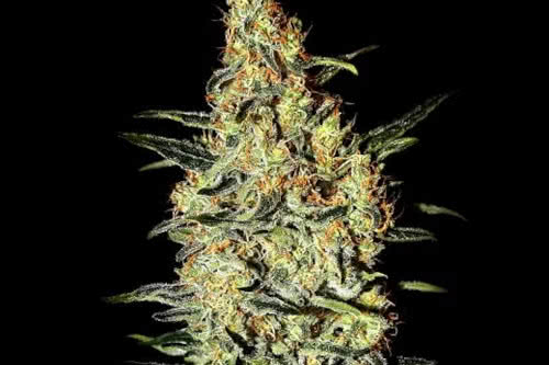 nevilles haze strain by greenhouse seed co