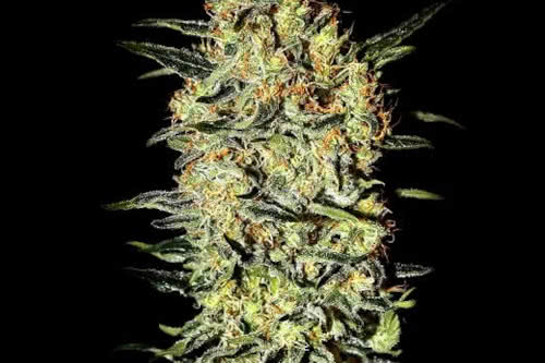 nevilles haze strain by ghs