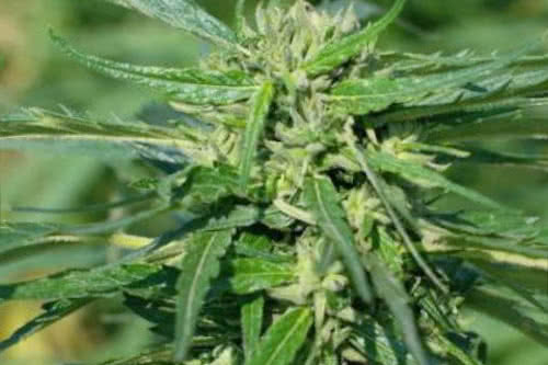 terra italia high cbd strain by female seeds