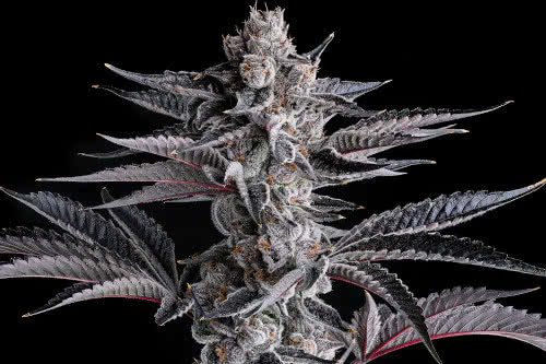 new money strain plant by compound genetics