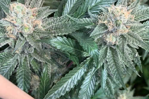 new order marijuana strain by mosca seeds
