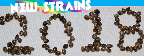 New Cannabis Strains 2018 banner