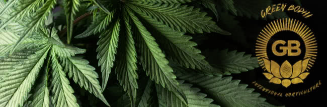 top green bodhi seeds cannabis strains guide banner