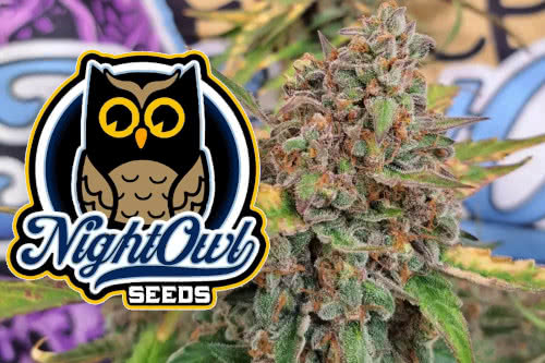 night owl seeds logo and cannabis plant