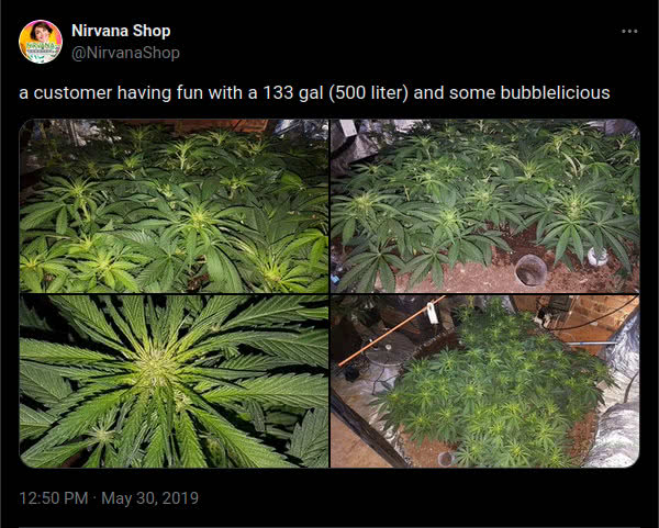 nirvana seeds bubblelicious tweet