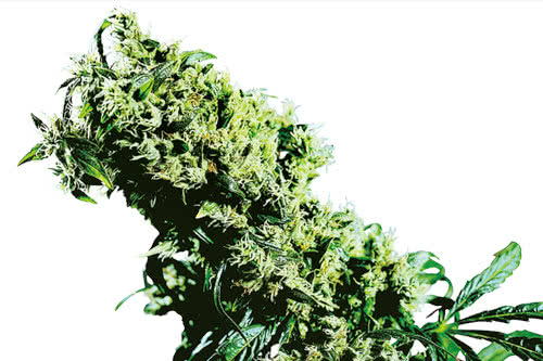 nl5 x haze strain by sensi seeds