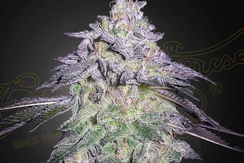 nori cake strain by green house seed co