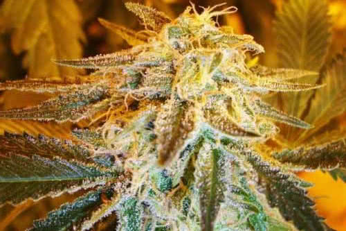 northern light auto strain by nirvana seeds