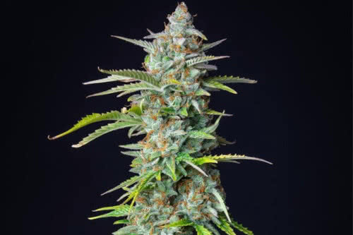 northern light auto strain plant by royal queen seeds