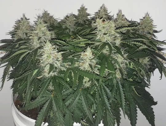northern lights auto, 00 seeds, grown by reddit user