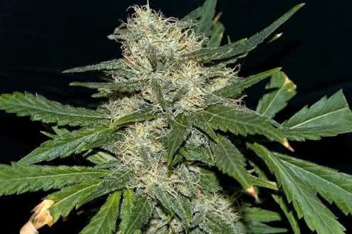 northern lights autoflower strain plant