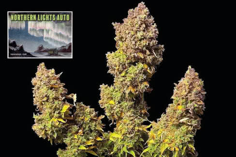 northern lights auto cannabis plant by seedsman
