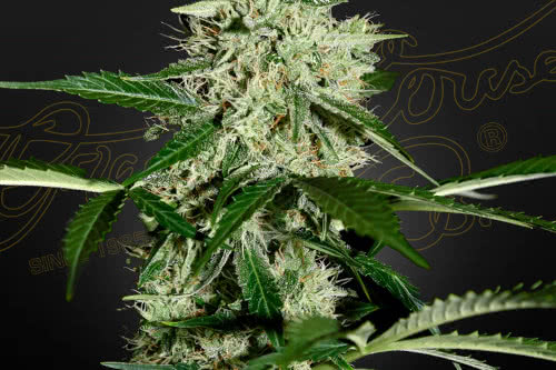 northern lights auto by greenhouse seed co