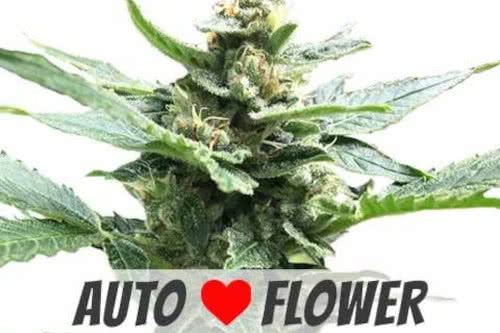 northern lights auto strain by ilgm