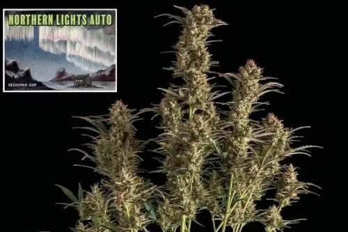 northern lights auto medical strain by seedsman