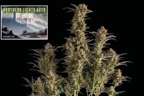 northern lights auto cannabis plant by seedsman