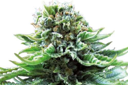 northern lights auto strain by sensi seeds