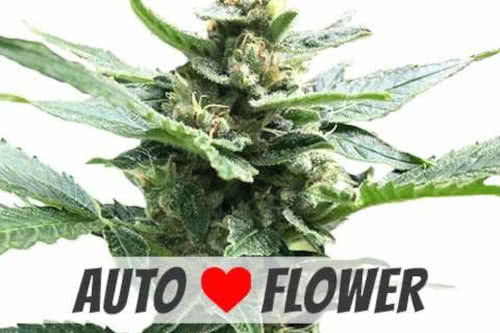 northern lights auto strain plant by ilgm