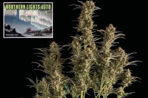 northern lights auto strain by seedsman